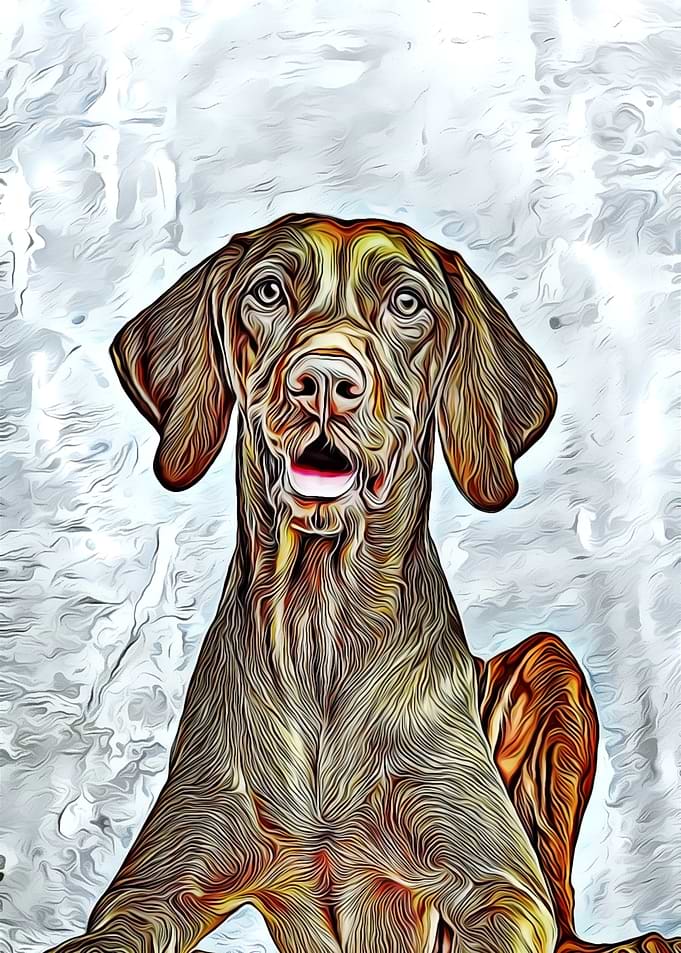 Vizsla Hound dog Hund