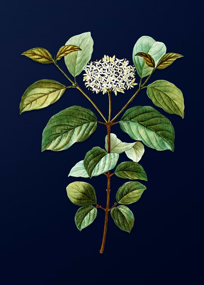 Vintage Flowers Dark Blue