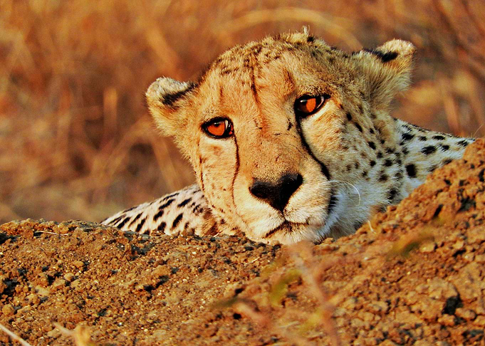 cheetah