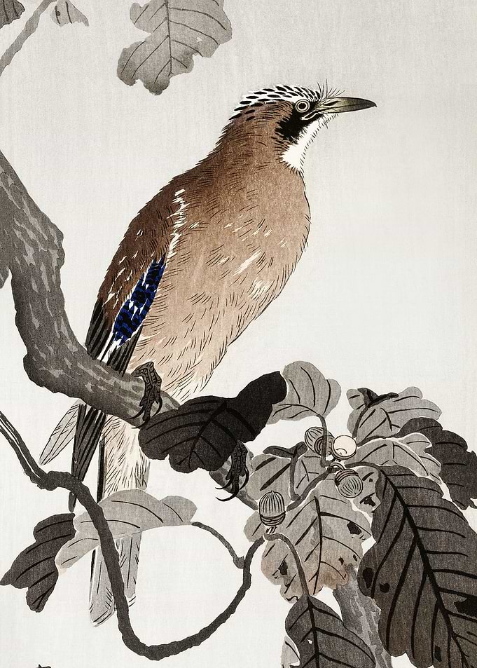 Jay on tree branch