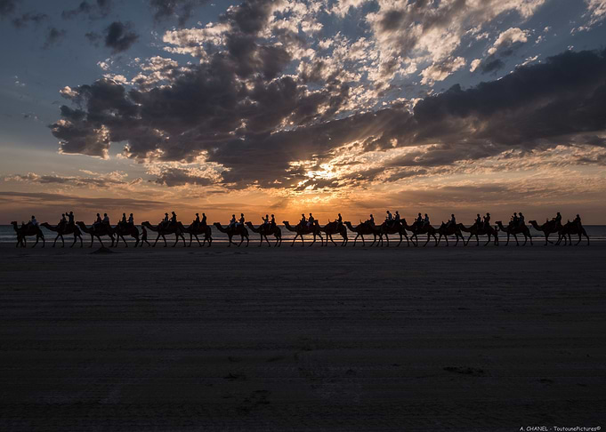Camels Ride at Sunset