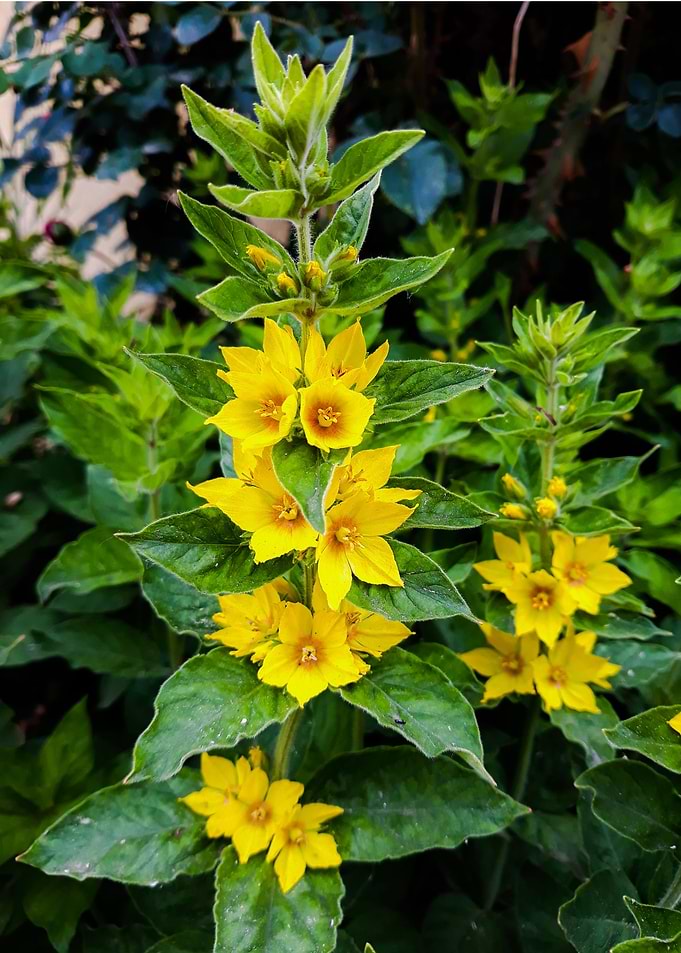 Yellow flower