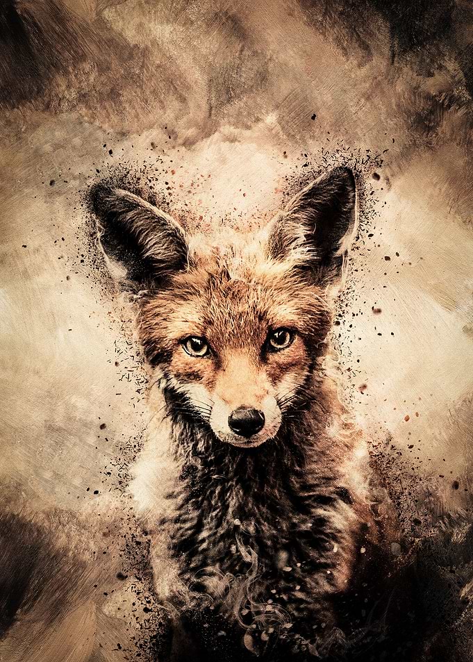 Staring Fox