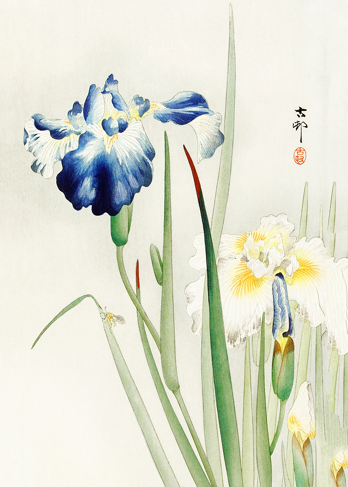 Irises