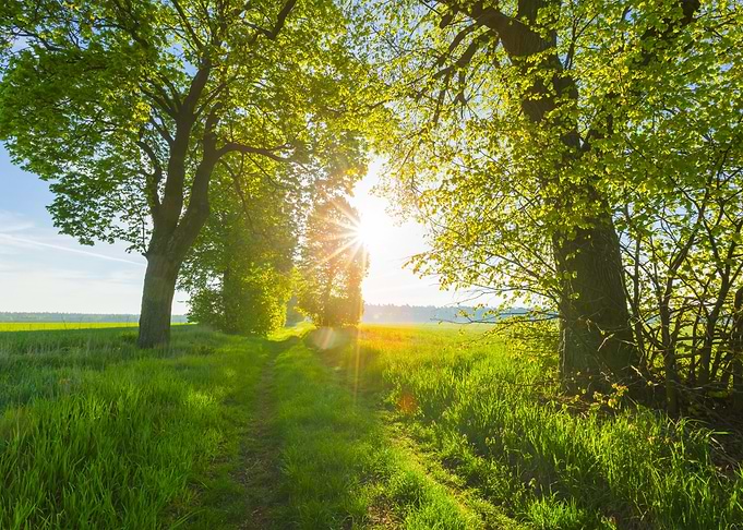 Green Land Rural Field Tre