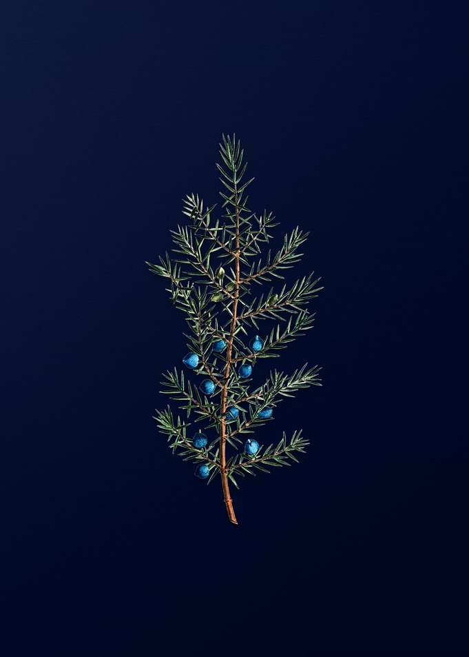 Floral Illustration Blue