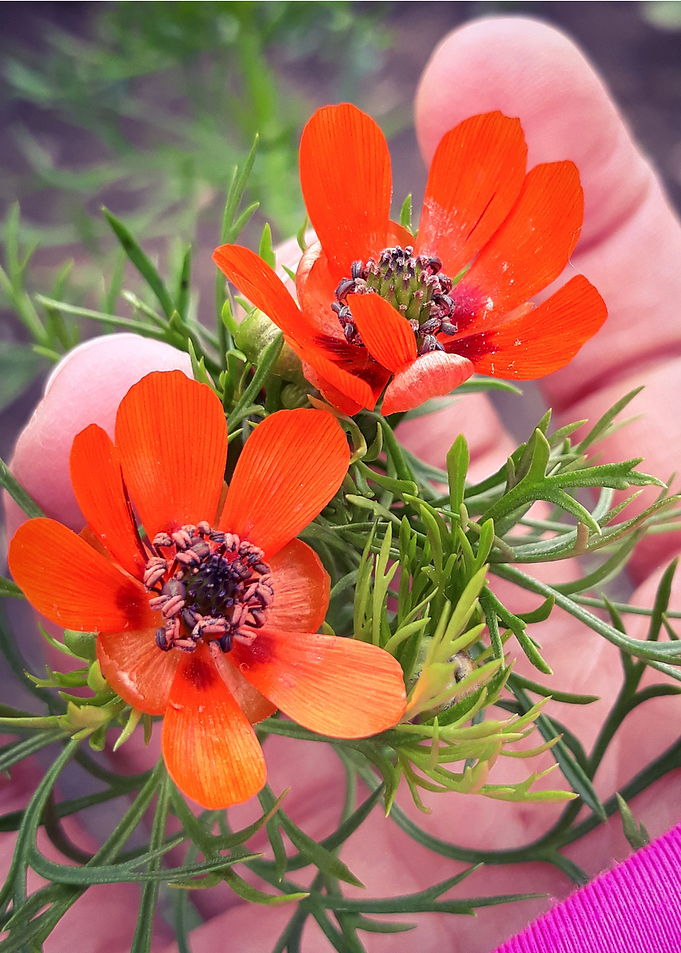 Flowers in hand