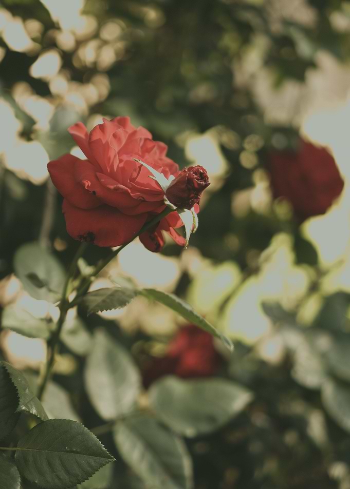 Rose