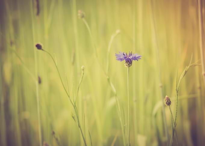 Meadow Plant Landscape Gre