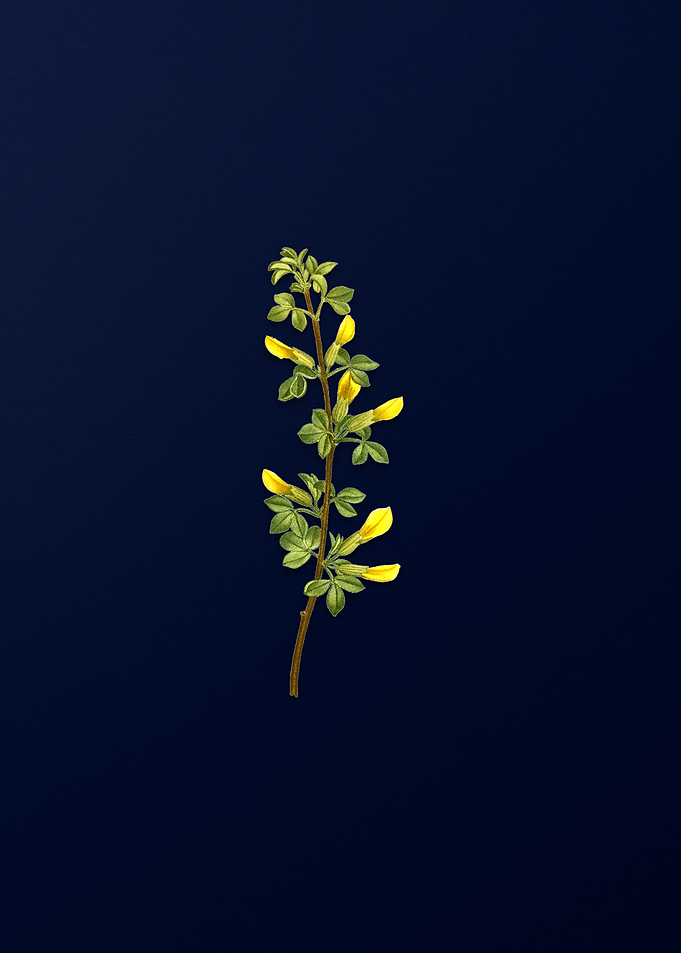 Floral Illustration Blue