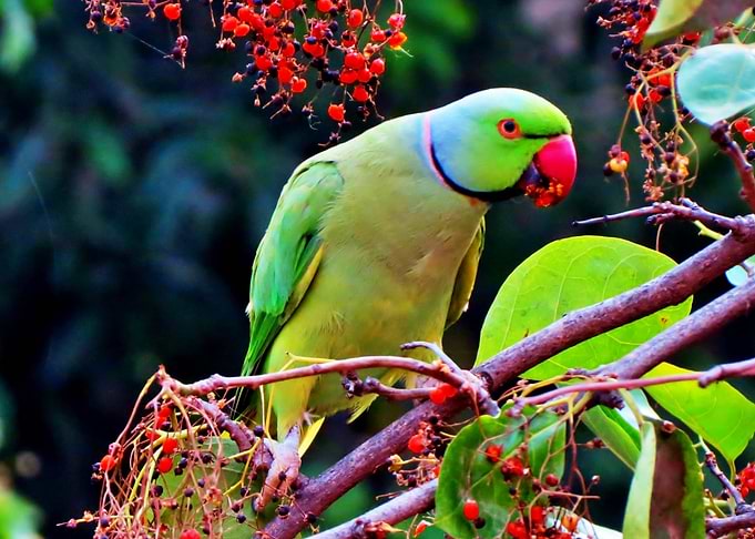 Green Bird