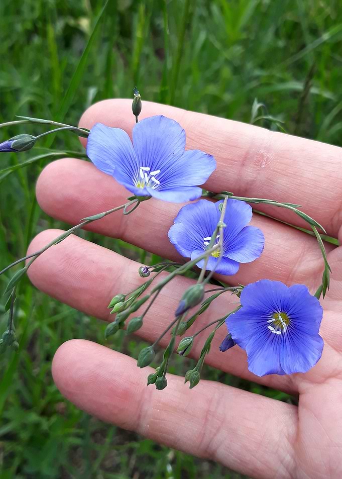 3 Flowers