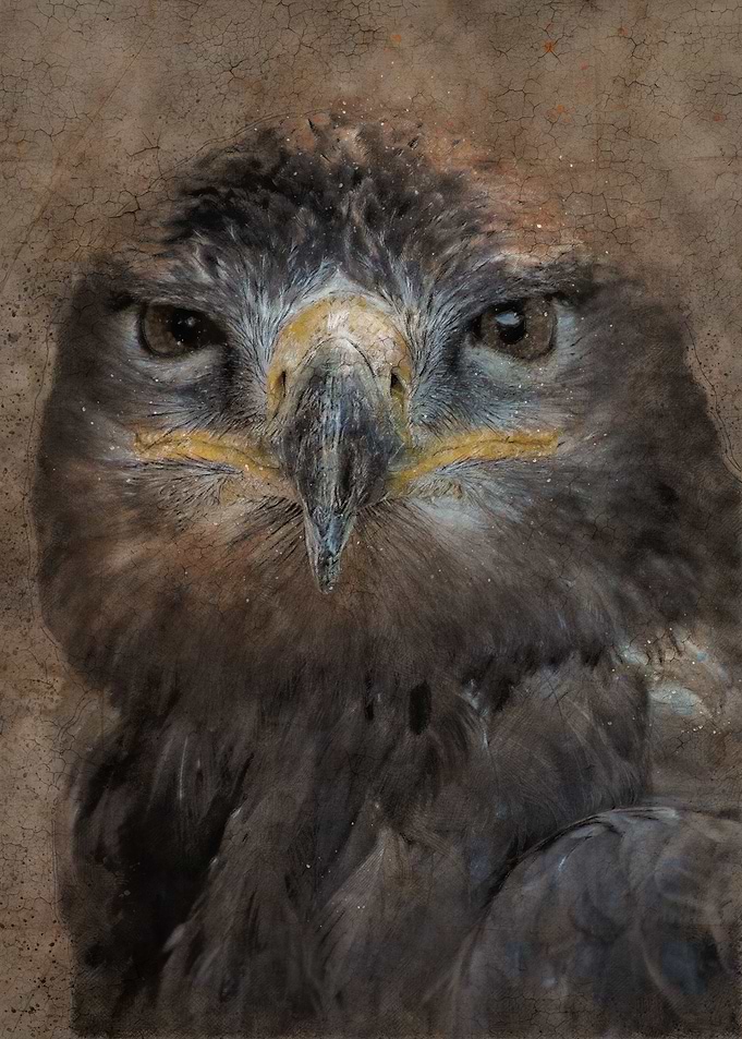 Lesser spotted eagle