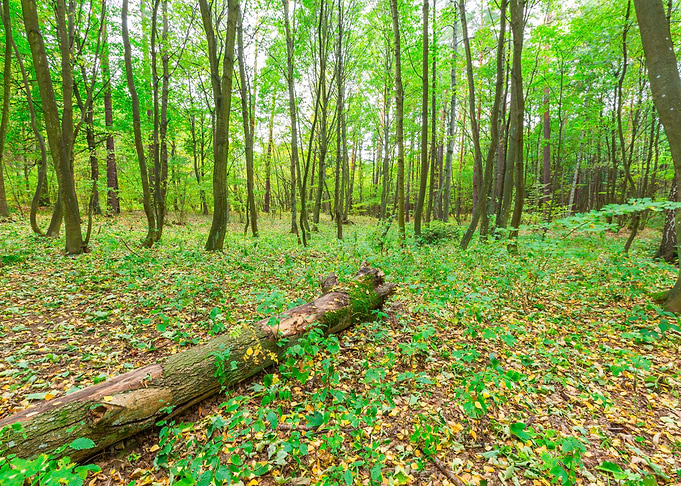 Nature Landscape Forest Sc