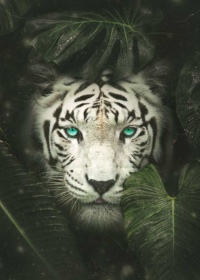 King of The Jungle