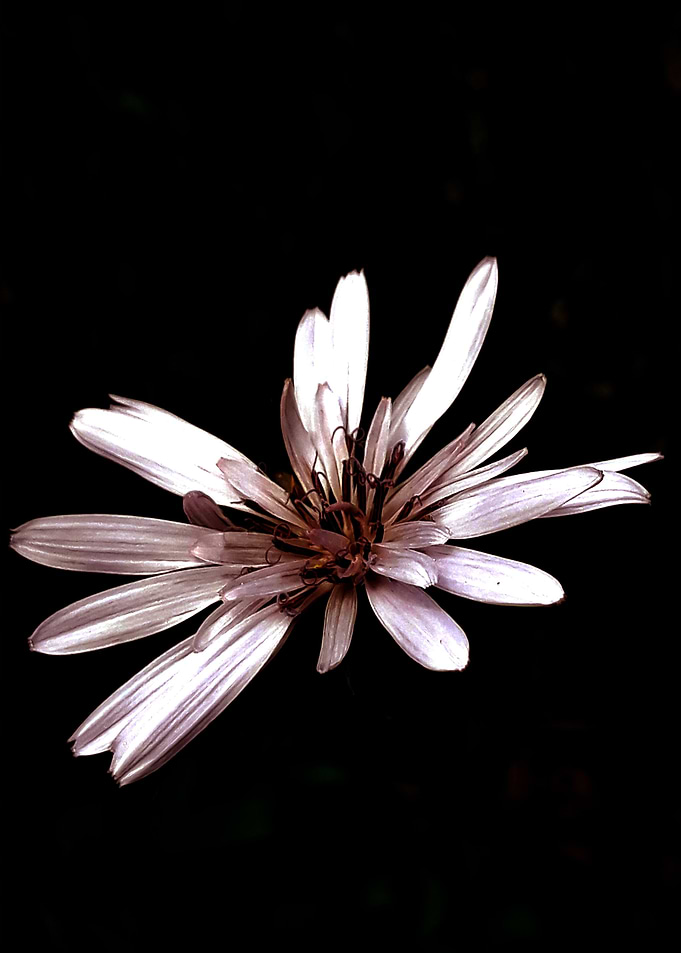 Gentle flower