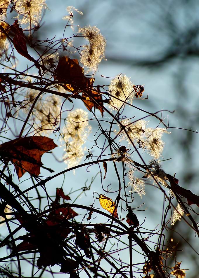Small bud