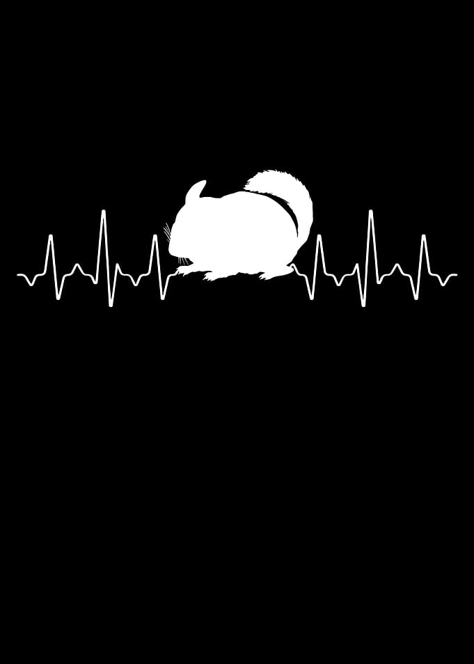 Chinchilla Heartbeat