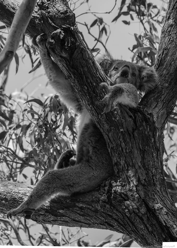 Chill Koala