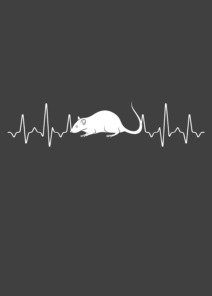 Rat Heartbeat