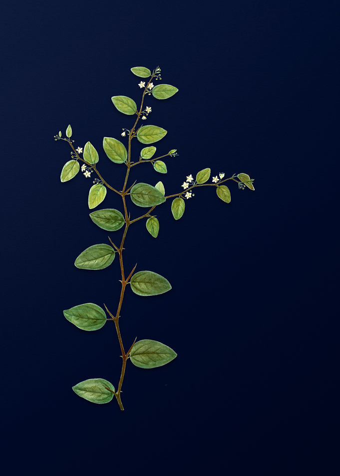 Floral Illustration Blue
