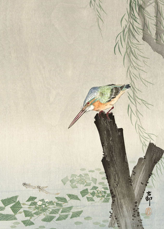 Kingfisher on a tree stump