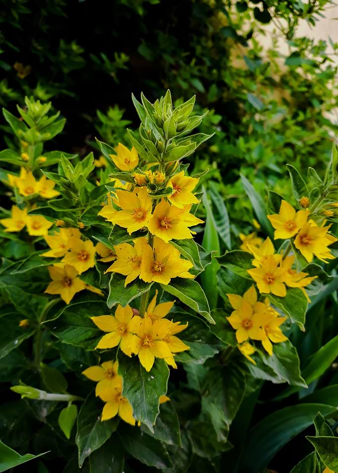 Yellow garden