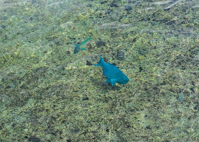 Colorful Fishes at Niue