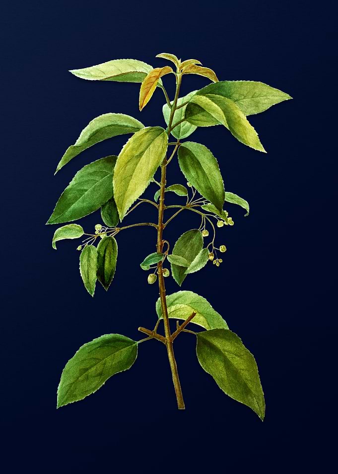 Floral Illustration Blue