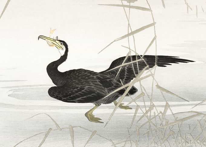 Japanese cormorant