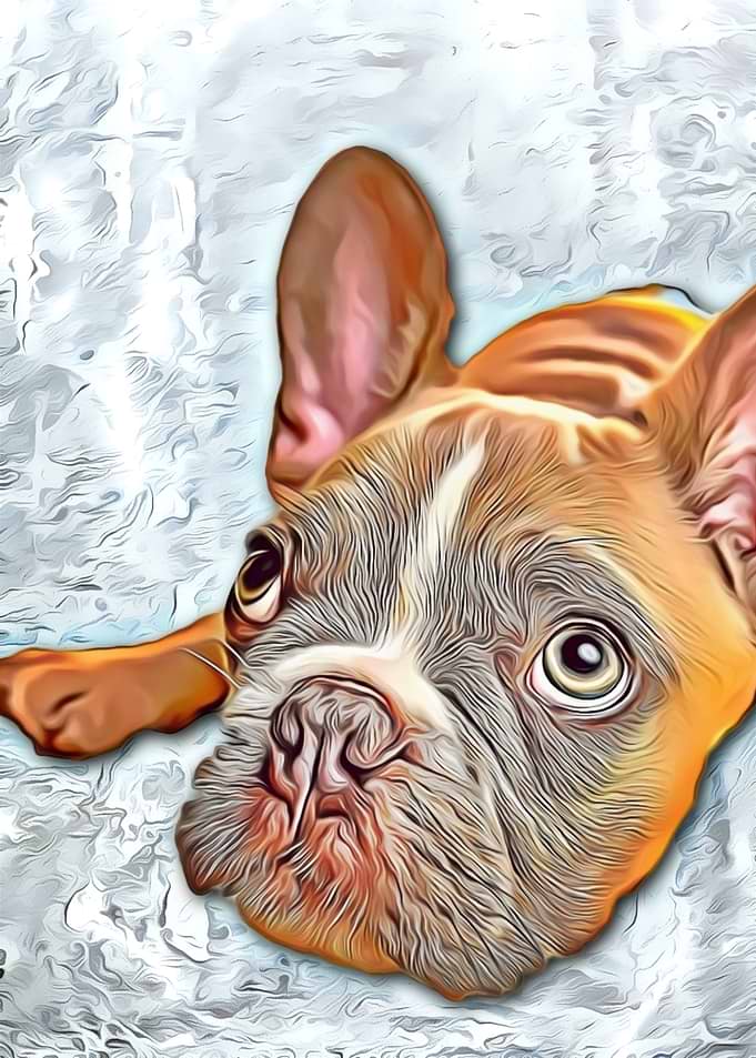 Bulldog puppy painting