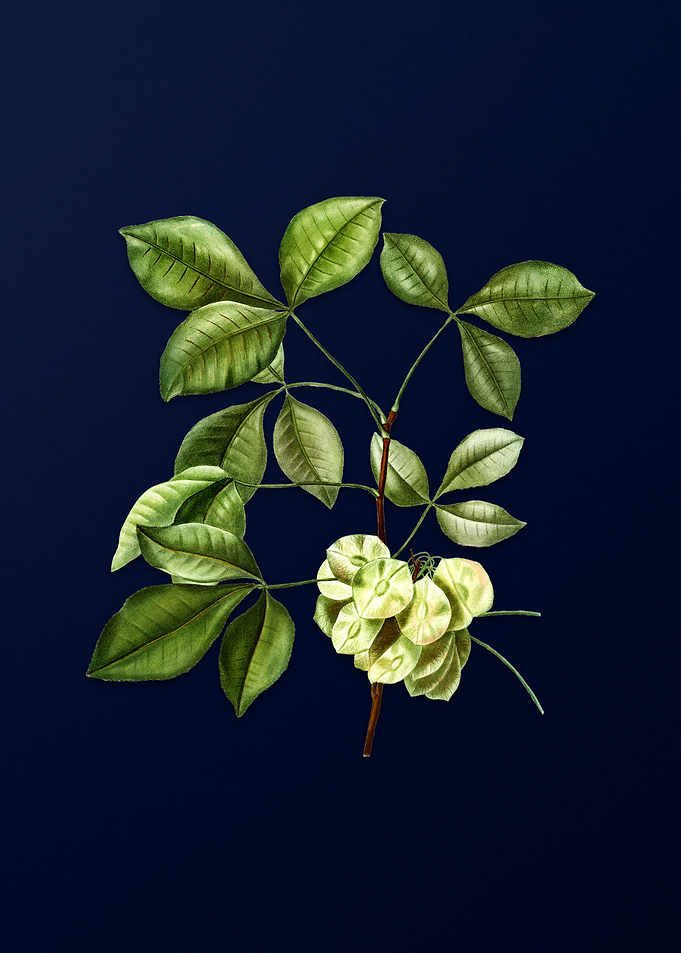 Floral Illustration Blue
