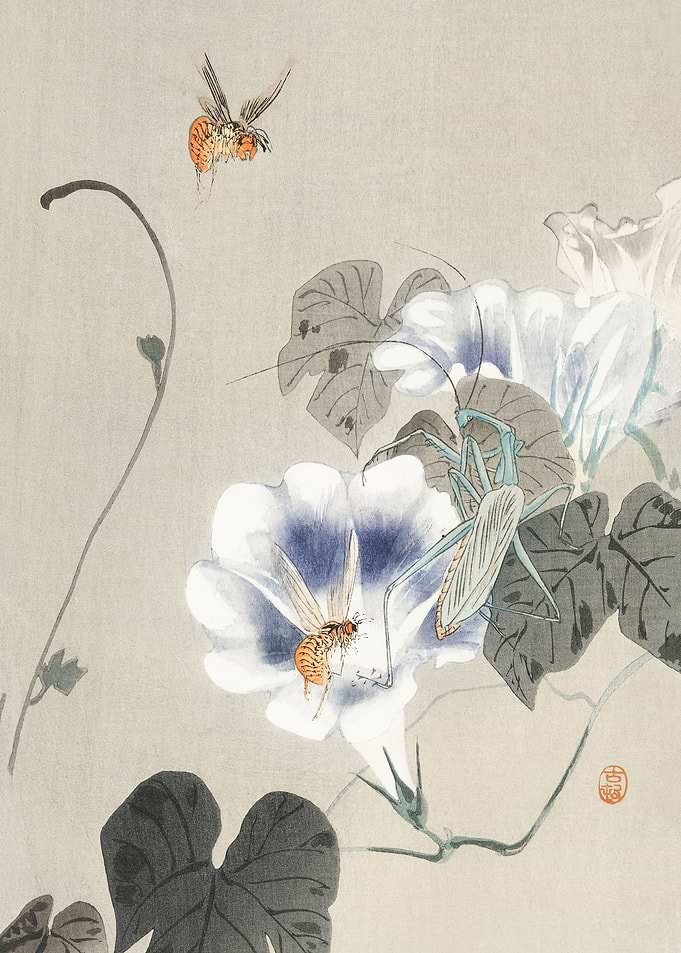 Insects near bindweed