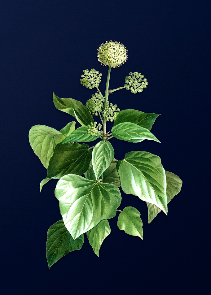 Floral Illustration Blue