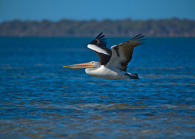 Flying pelican