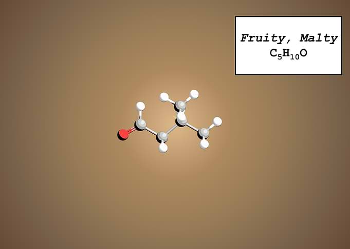 Coffee Aroma Fruity Malty