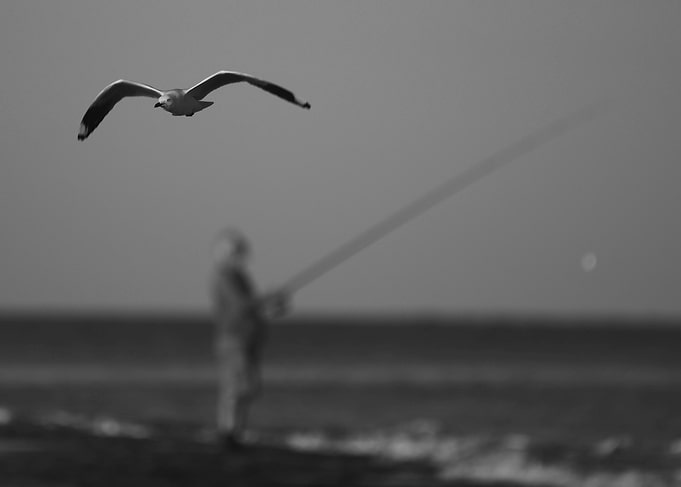 Fisherman behind a seagull