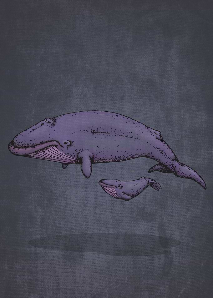 Whale