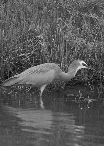 A heron black and white