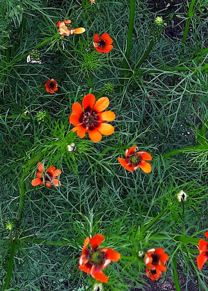 Flower carpet