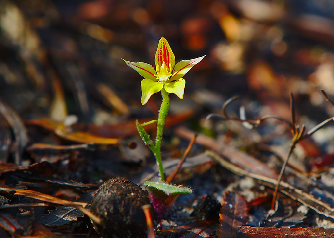 A cowslip orchid