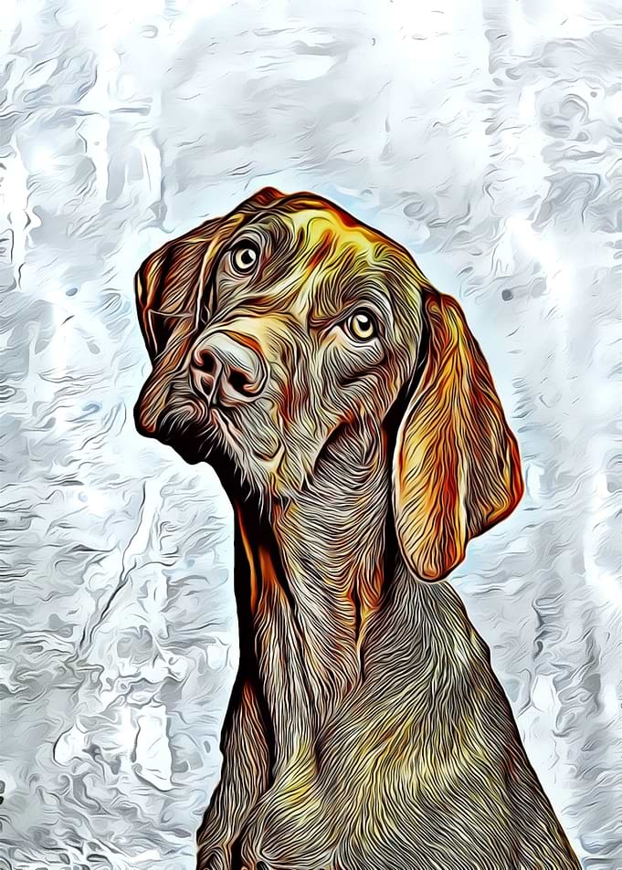 Vizsla Hound dog Hund