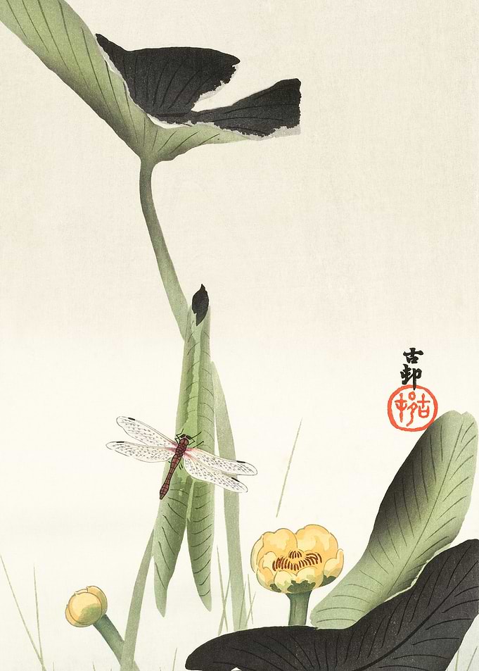 Libelle and lotus