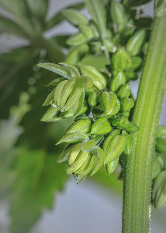 Male cannabis plant