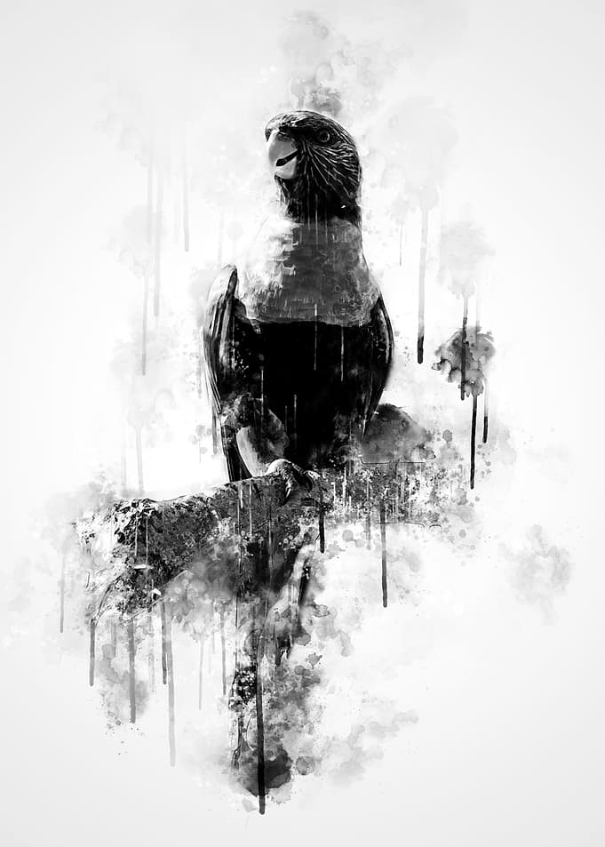 Rainbow lorikeet BW