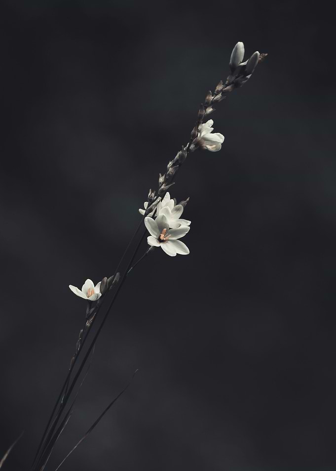Minimalistic Flowers