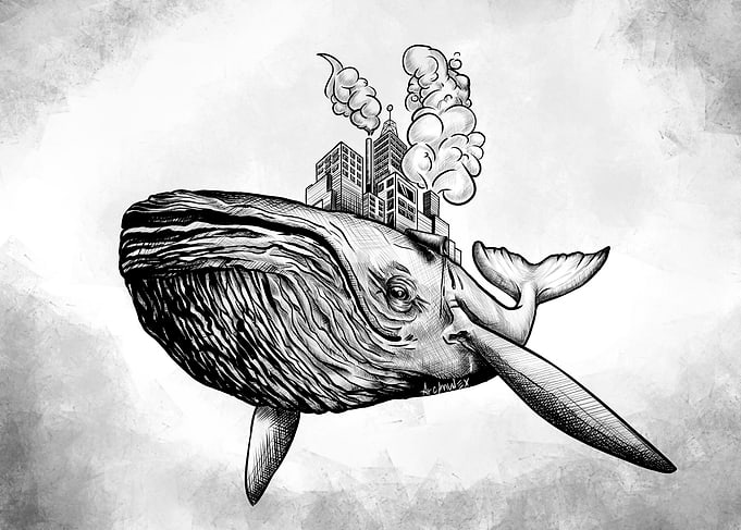 The Whale