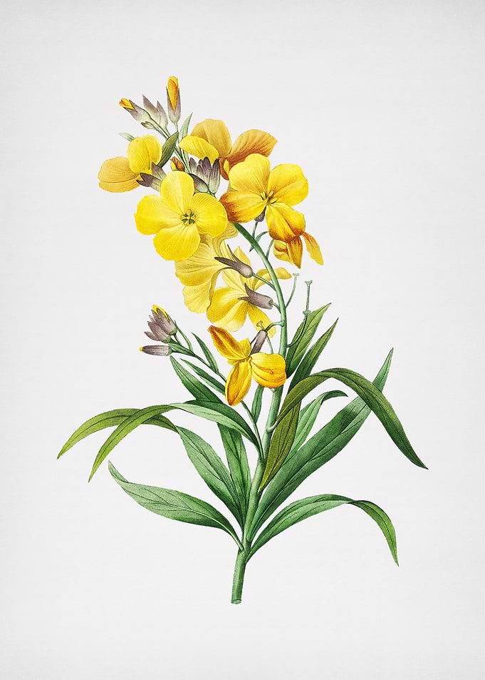 Vintage Cheiranthus Flower
