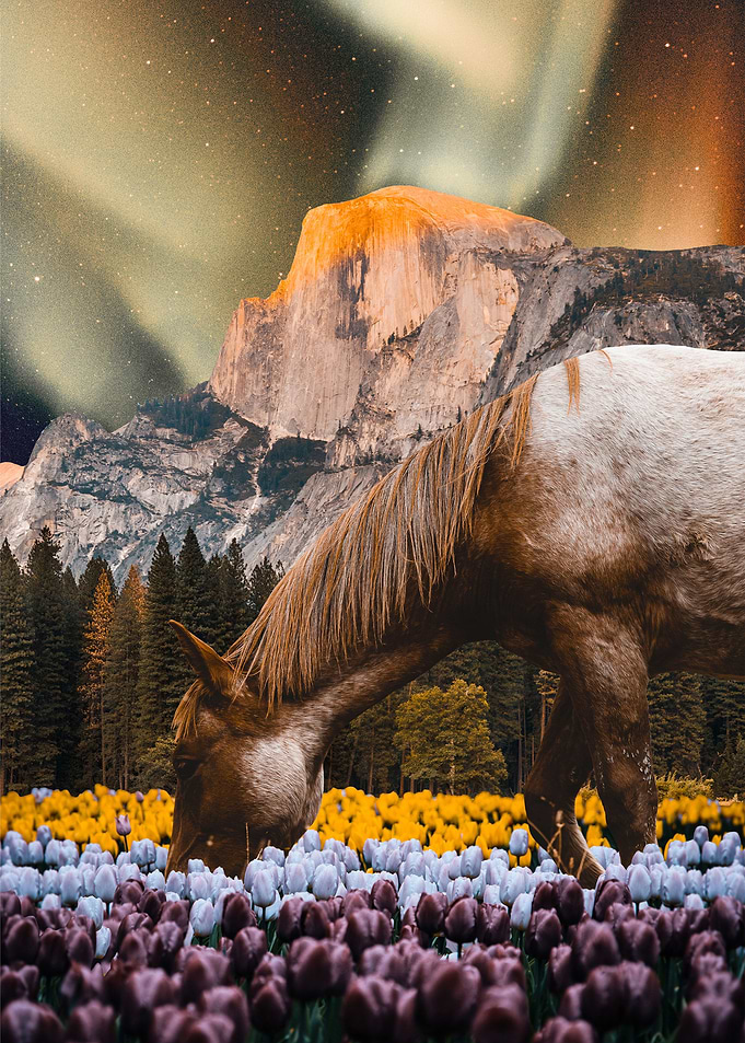 Horse Flower Field