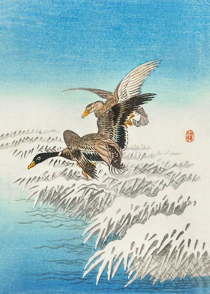 Pair of ducks